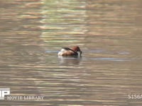 カイツブリ ドジョウ(?)を捕えて飲み込む