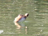 カイツブリ 伸びをして水に潜る