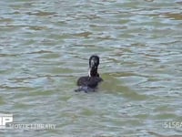 カワウ 水面を泳ぎ、魚を追って潜る