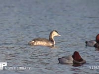 カンムリカイツブリ 海面を泳ぐ