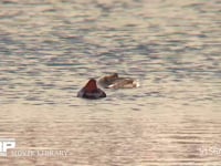 カンムリカイツブリ 海面を泳ぎ、羽を広げる