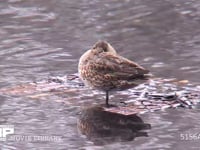 コガモ♀ 羽を伸ばす