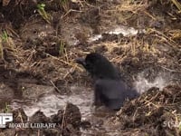 ハシボソガラス 田で水浴びをする