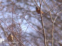 ホオジロ♂♀ 木にとまる、上が♂下が♀