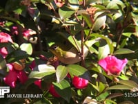 メジロ ツバキの花の蜜を吸う