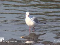 ユリカモメ 干潟で羽づくろいをする