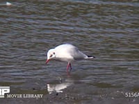 ユリカモメ 干潟で餌探し