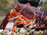 アメリカザリガニ　産卵約11日後 