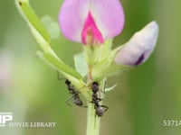 クロヤマアリ カラスノエンドウの花外蜜腺から吸蜜