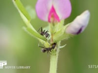 クロヤマアリ カラスノエンドウの花外蜜腺から吸蜜