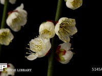 梅の開花　微速度撮影 