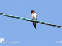 ツバメ♀　羽づくろい 4月21日