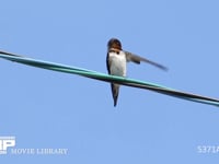 ツバメ♀　羽づくろい 4月21日