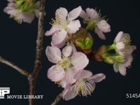 河津桜　微速度撮影 タイムラプス　インターバル撮影