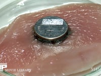 ボタン電池の誤飲　微速度撮影 生理食塩水に浸した鶏肉　2時間20分　タイムラプス　インターバル撮影