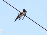 ツバメ♂　さえずる 5月2日