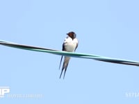 ツバメ♂　さえずる 5月2日