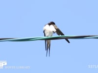 ツバメ♂　羽づくろい 5月2日