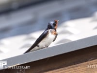 ツバメ♂　屋根の上でさえずる 5月2日