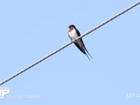 ツバメ♂　さえずる 5月2日