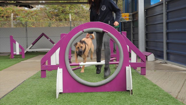 Battersea Dogs Home - Customer Success Story