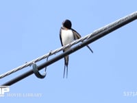 ツバメ♂　羽づくろい（近くで他のオスがさえずる） 5月1日