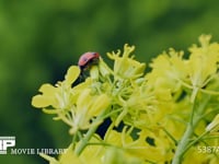 菜の花とてんとう虫 菜の花に止まってるナナホシテントウ