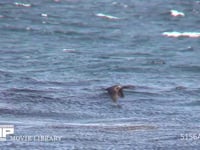 ウミウ 飛ぶ