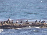 ウミウ 岩礁に休む