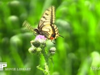 キアゲハ アザミの花の蜜を吸う