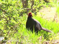 キジ♂ 耕地で鳴く