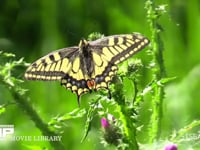 キアゲハ アザミの花の蜜を吸う