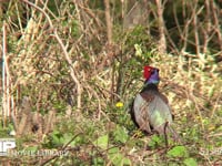 キジ♂ 耕地で鳴く