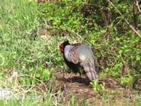 キジ♂ 耕地を歩く