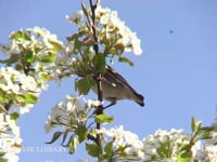 コムクドリ♂ スモモの花にくる虫を捕らえる