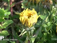 セイヨウタンポポ (微速度撮影)　開花する