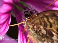 サトキマダラヒカゲ ゼニアオイの花の蜜を吸う