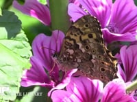 サトキマダラヒカゲ ゼニアオイの花の蜜を吸う