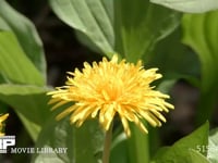 セイヨウタンポポ (微速度撮影)　開花する