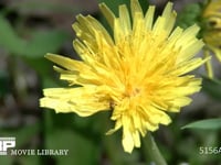 カントウタンポポ (微速度撮影)　開花する