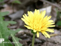 カントウタンポポ (微速度撮影)　開花する