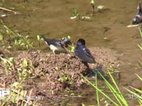 ツバメ 池の縁で巣材の泥をとる