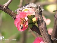 セイヨウミツバチ ボケの花の蜜と花粉を集める