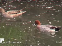 ヒドリガモ♂♀ 川面を流れてきた餌を食べる