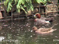 ヒドリガモ♂ 岸にはえた草をちぎって食べる