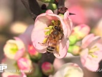 セイヨウミツバチ ボケの花の蜜と花粉を集める