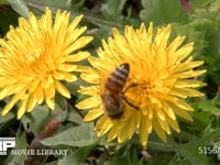 セイヨウミツバチ タンポポの花の蜜と花粉を集める