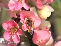 セイヨウミツバチ ボケの花の蜜と花粉を集める