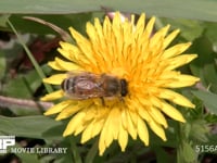 セイヨウミツバチ タンポポの花の蜜と花粉を集める