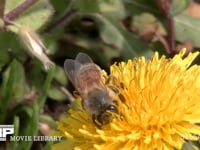 セイヨウミツバチ タンポポの花の蜜と花粉を集める